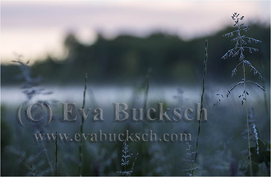 Älvdans i skogsglänta - foto av Eva Bucksch